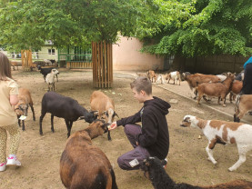Grădina Zoo Oradea, către Băile Felix ori Săldăbagiu - În căutarea unui teren