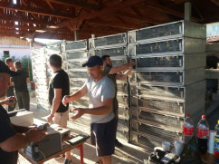 Crescătorii de porumbei voiajori din Bihor - Au dat start noului sezon