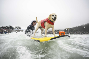 Câinii-surferi s-au întrecut în Campionatul de Surf Canin - Cei mai buni patrupezi ai valurilor