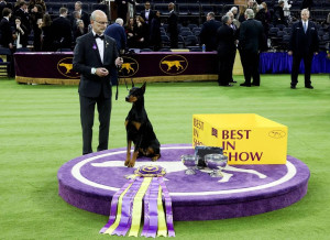 Câștigătorul competiției canine Westminster Kennel Club - Un doberman pe nume Penny