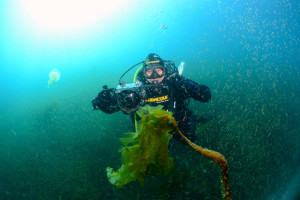 Dispariția pădurilor subacvatice, un dezastru ecologic - Amenință peștii și crustaceele