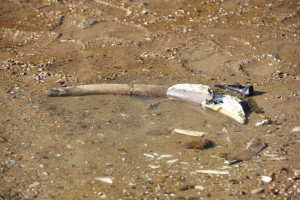 Apele au scăzut la un minim istoric - Mamutul din Dunăre