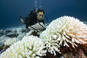 Albirea coralilor la nivel global doboară record după record - Ecosisteme în pericol