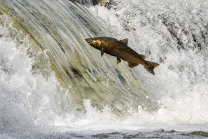 Somonii expuși la cocaină înoată mai mult decât în mod normal - Poluarea apelor devine îngrijorătoare