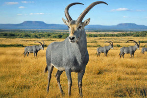O companie americană vrea să readucă la viață antilopa albastră - Specie dispărută, readusă la viață