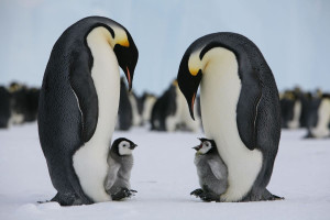 Simbolul Antarcticii, pinguinul imperial, a fost declarat oficial - Specie pe cale de dispariție