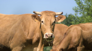 Schemele de ajutor de stat destinate crescătorilor de bovine și suine - APIA a publicat ghidurile