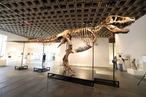 Un schelet de T-Rex, adjudecat pentru 50 de milioane de dolari la New York - Un preț-record