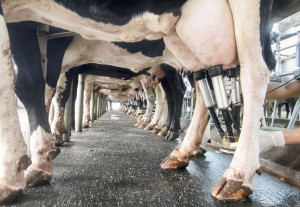Doar o treime din laptele crud produs în România ajunge în procesare industrială - Lapte dus „pe apa sâmbetei”