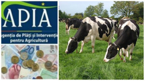 APIA. Subvenția la pășune - Termen la depunerea documentelor