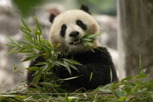 Un semnal diplomatic  - Urşii panda se întorc în SUA