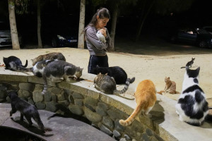 Un milion de feline pentru un milion de locuitori - Invazie de pisici în Cipru