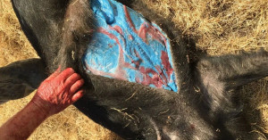 Porcii sălbatici din California au devenit albaștri - Pericol pentru oameni