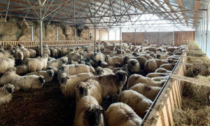 ANSVSA. Variola ovinelor și caprinelor - Măsuri dispuse pentru protejarea efectivelor