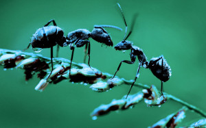 Pe Terra trăiesc 20 de cvadrilioane de furnici, potrivit unei estimări - Micile fiinţe ce conduc lumea